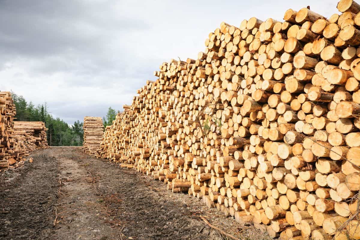 Large stacks of cut timber logs at a sustainably managed pine forest.