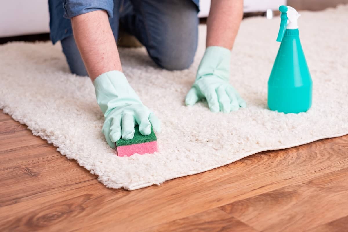 Pet Stain Remover - Cleaning carpet stains using sponge and spot remover